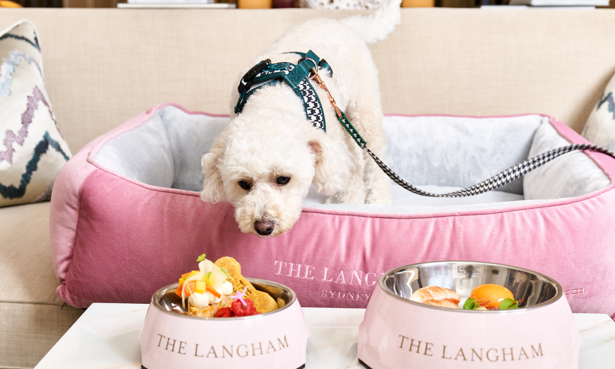The Langham Sydney Luxury Hotel room offer "pampered pets staycation"